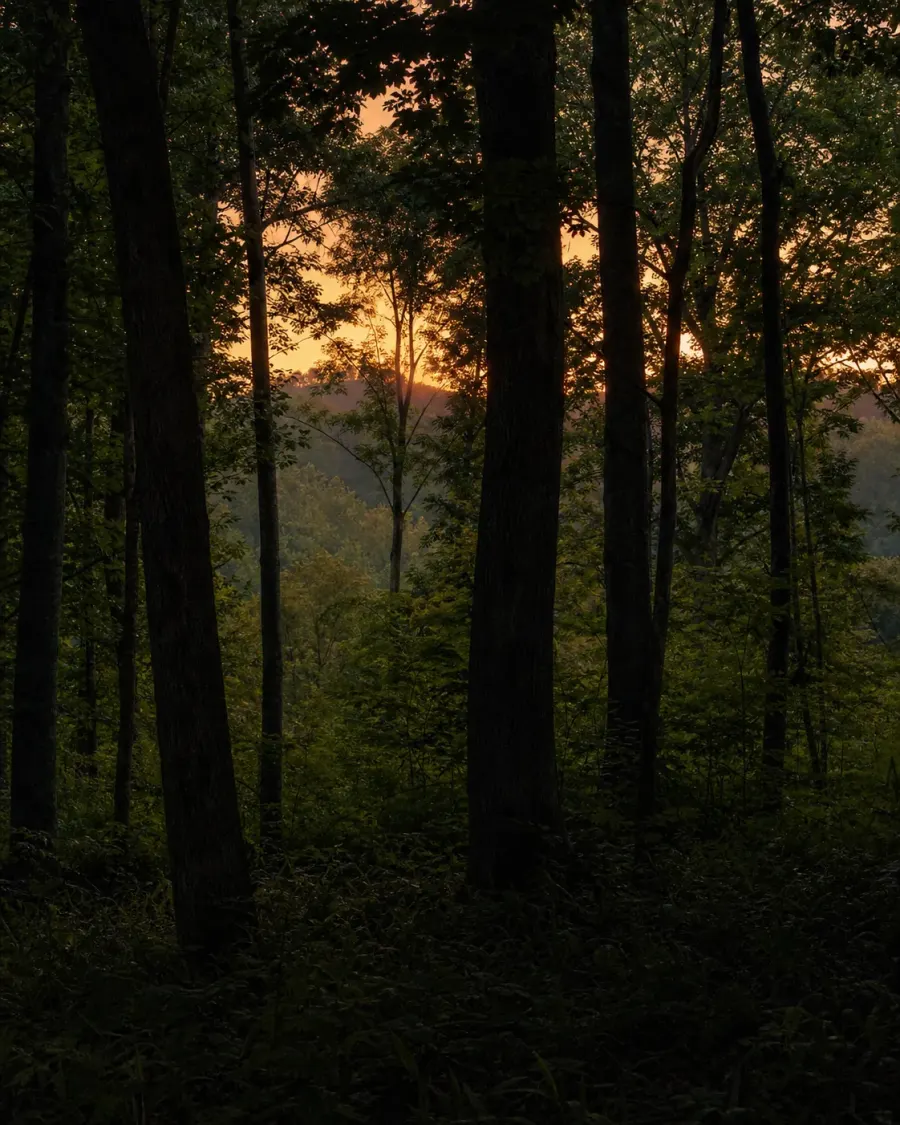 木々の間に沈む夕日の滞在イメージ